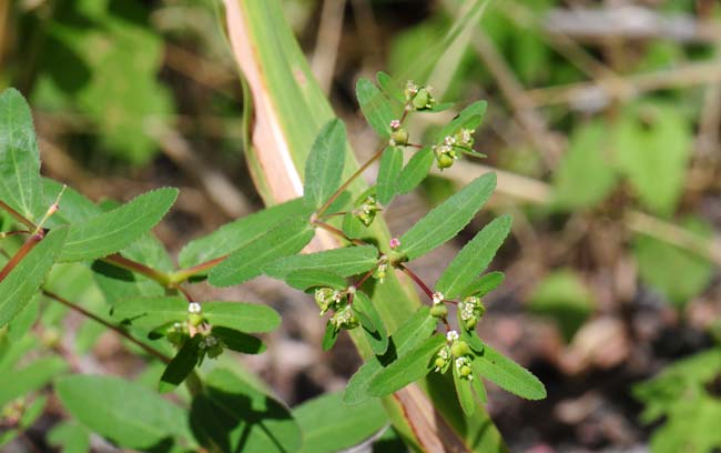 Chamaesyce hyssopifolia, Hyssopleaf Sandmat